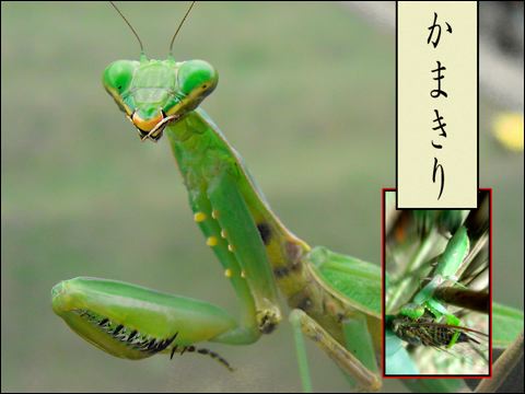 mantis(kamakiri).jpg